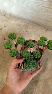 bonsai kayu rentek aquascape
