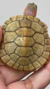 果冻变异巴西深水龟苗子4.5cm Hybino Jelly RES [Turtle Live Pet] [NO COD payment]