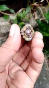 Cincin Majapahit perunggu kuno batu red garnet