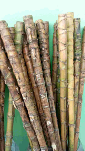 Gagang Joran Bambu Cendani BIG Super