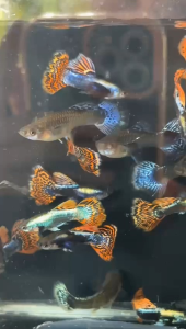 Dumbo BIG EAR mosaic guppy ready for breed gred ‼️NO COD‼️