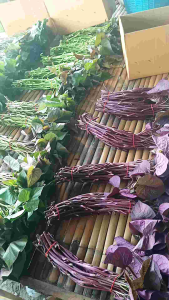 ยอดมันหวานอันโน๊ะอิโม๊ะ20ยอด#ยอดพันธุ์แท้100%