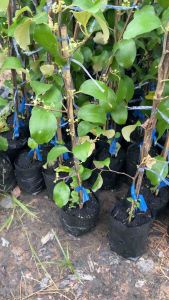 ต้นพุทรานมสด (สายพันธุ์แท้ )พร้อมปลูก สูง 30-40 เซน