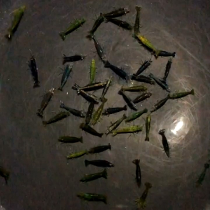 Neo Shrimp - Paket Udang hias aquarium Aquascape - Udang hias air tawar - Pembersih aquarium Aquascape - Hiasan Aquarium Aquascape