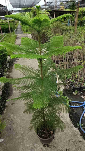 สนฉัตรกระถาง11นิ้วสูง120-130ซ.ม ปลูกประดับ กลางแจ้ง สวยงาม สาพันธุ์แท้