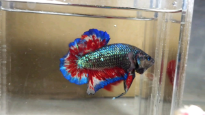 MG Vanda Full Banding Halfmoon Plakat HMPK Betta Fish / Ikan Laga/ 斗鱼 / Live Fish ❗️Fish same as order❗️Not random pick❗️35