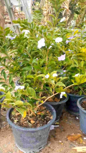 พุดสามสี กระถาง 11 นิ้ว  ต้นสวยและแข็งแรง (กทม)