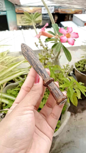 Pipa Once Sedotan Kayu Liwung Macan Motif Pedang D35