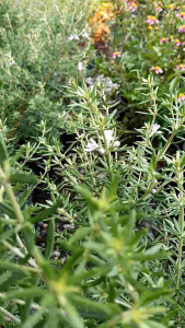 เวสทรินเจีย กระถาง 8 นิ้ว ต้นสวยและแข็งแรง (กทม)