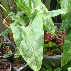 ต้นพญาจงอาง