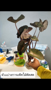 มะม่วง Colocasia Mamuang (ไม้ตัด) ใหม่ ไม้ไฮบริดตัว สวยมาก