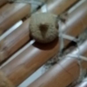 Batu Kentos Koleksi: Berbagai Ukuran, Dekorasi, dan Hiasan