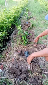 ต้นพันธุ์ มะกรูดหอมเสียบยอด และ มะกรูดเกษตรใบใหญ่ สำหรับการผ่าตัดใบหน้า