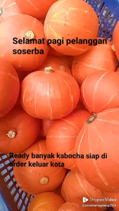 Kabocha kuning/oren termurah baru
