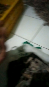 cangkang kosong panjang unik