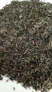 Niger Seed Pakan burung canary finch sparow 150gram