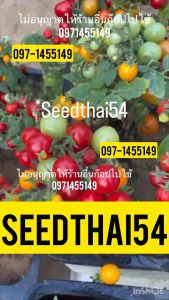 เมล็ดมะเขือเทศแคระRejina Tomatoพันธ์ุแท้นําเข้า200-300เมล็ด