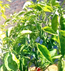 5 BUTIR BIJI/BENIH CABE PORNO PETER PEPPER CAMPUR WARNA