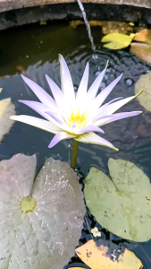 ต้นพันธุ์บัวสายพันธุ์นิมเฟียเซรูเลียแท้