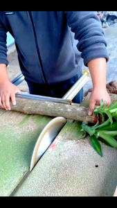 LIMITED Kayu Brasil Bahan Bonsai Plants ( Dracaena Fragrans )— Elegansi Tropis dalam Gaya Nordik