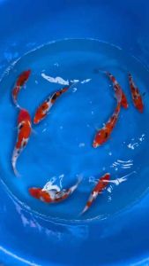 🇯🇵 Japan Momotaro Sanke 20-25cm RM588 per koi