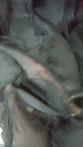 bahan/kain sifon rubiah (hitam)