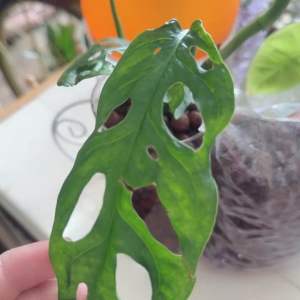 1kg Holland Leca Ball for plants