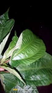 Sayuran Lalapan Daun Popohan Segar