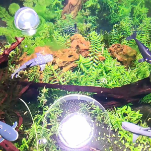 Hiasan Aquarium Hewan Laut: Ornamen dan Desain