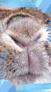 SCADIK OBAT SCABIES GUDIK PADA HEWAN TERNAK KELINCI HAMSTER ANJING DLL