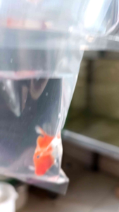 [HCM] 500 gramTúi Đóng Cá Cảnh - Nga Guppy - các  Size.