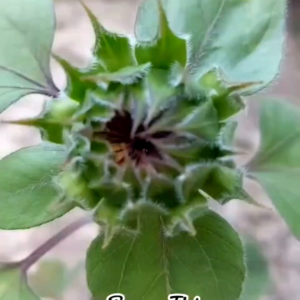 (KEMASAN PREMIUM) BIJI | BENIH BUNGA MATAHARI VALVET QUEEN ( isi -+30 butir)