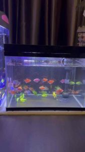SOBO Aqaurium Fish Tank Full Set Crystal Clear Glass ES-380 24L-Pump+filter+Led light+bio media