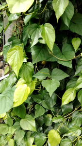 Ikmo or gawed for bettle leaf