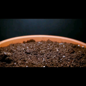 (KEMASAN PREMIUM) BIJI | BENIH MIRABILIS JALAPA / BUNGA PUKUL EMPAT