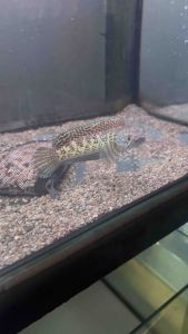 CHANNA COBRA QUALITY 6 INCH +- HIGH GRADE STABIL FISH