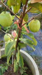 ฝรั่งเพชรภูธร1 ฝรั่งไส้แดง ต้นเสียบยอด พันธุ์แท้100%