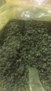 Nụ hoa tam thất Hà Giang 500 nụ tam thất khô thơm hàng chuẩn Dược Liệu Quý