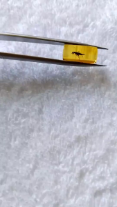 รอบที่-2 ก-13 อำพันพม่าแบบมีแมลง อำพันแท้ 100%