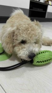 [SG Seller]Pet Suction Cup Chew Toys For Medium Large Dogs Interactive Rope Leaking Food Ball Toy