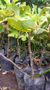 Bibit Tanaman Buah Tin Hasil Cangkok Siap Berbuah