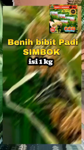 benih padi simbok MENTES original kemasan 4kg