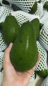 อโวคาโด(กล่อง 1 กิโลกรัม) พันธุ์พื้นเมืองบัคคาเนียงบูส7สดจากสวนอร่อยสุขภาพมันแน่น