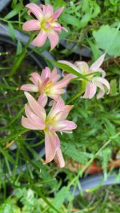 S.หัวดอกบัวดิน หงษ์เหิน หัวละ 50 บาท