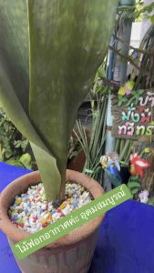 ครีบปลาวาฬ ฟอกอากาศเลี้ยงง่ายใบมีเอกลักษณ์แบ่งขายเป็นต้น(ไม่มีดินและกระถางให้นะค่ะ)