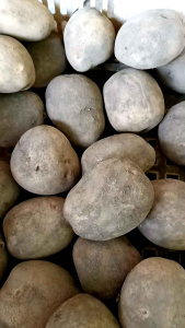 KENTANG FRESH UKURAN SEDANG CAMPUR 1 KG