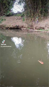 umpan essen ADRENALIN untuk mancing ikan mas nila lele bawal gurame patin semua jenis ikan di kolam sungai danau