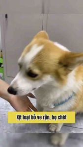 Xịt Ve Bọ Chó Mèo Protec Nano Diệt Sạch Ve Rận Trên Chó Mèo An Toàn Cho Chó Bầu Nuôi Con