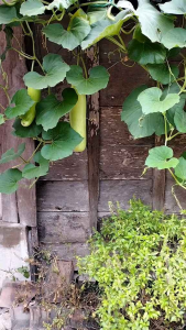 BENIH LABU AIR BALISTIK SUPER UNGGUL MUDAH TUMBUH benih pilihan terbaik