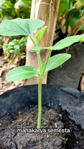 BENIH LABU BLONCENG PUTIH SUPER UNGGUL sayuran labu air
